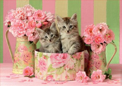 Educa Kittens With Roses 500 Piece Jigsaw Puzzle