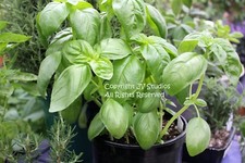 Italian Large Leaf basil Seeds Herb Gardening Inside or out