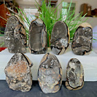 Top! Natural turtle shell stone logo, crystal cave, feng shui healing 13Lb 6250g