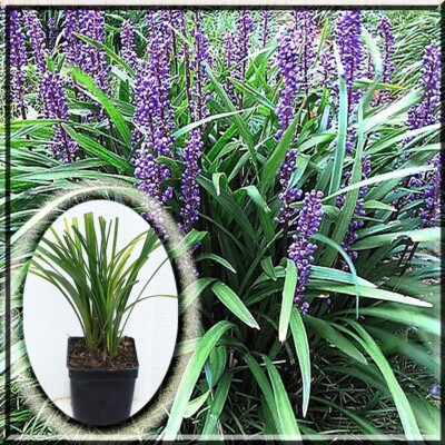 2 Liriope Muscari Majestic Lilyturf Border Monkey Grass 2.5