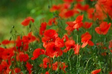 CORN RED FIELD POPPY 12 GRAM 84,000 SEEDS - FLANDERS