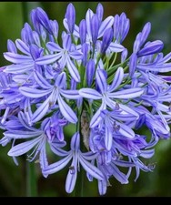 12x Agapanthus africanus blue flowers hardy perennial, pack of 12 Plug Plants