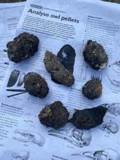 Barn Owl Pellets, wild birds. Pack of 8, collected to order from South Downs.