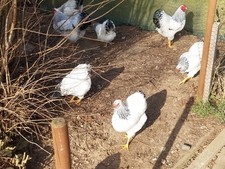 10 Eier Deutsche Zwerg Wyandotten  schwarz weiß columbia -  Hühner