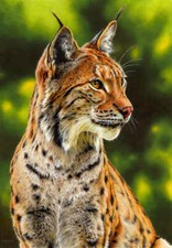 Forest Queen - Eurasian Lynx Esther van Hulsen Wildlife Fine Art Print 13x19