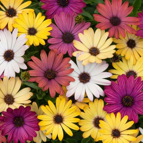 African Daisy (Dimorphoteca sinuate) "Salmon Queen" x 0.25 gr (approx 100 seeds) - Picture 1 of 11