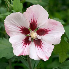 Flowering Shrubs, Hibiscus 'Hamabo' Pink Tree Hollyhock, 19cm Pot, RHS