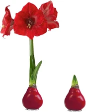 Waxed Amaryllis Bulb 2-Pack – Red Wax with Red Blooms – Live Holiday Gift Plant,