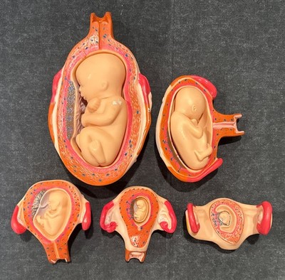 Educational Anatomical Human Baby Fetal Development Models - SPUC EDU Research