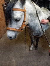 Kappzaum  aus Leder Mini-Shetty - Pony ,2 Farben braun + schwarz