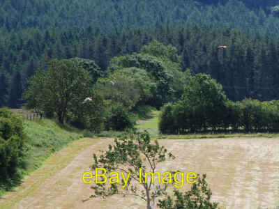 Foto 6x4 Felder in der Nähe des Afon Ystwyth Cwmystwyth zwei Drachen schweben über dem c2008