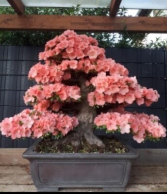 Joe MEGA Bonsai "Wakaebisu" Raritt Jap.Satsuki Azalee JAPAN Schale  Tokoname | eBay.de