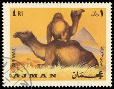 AJMAN Mi 413 - Dromedary Camel "Camelus dromedarius" (pc23513)