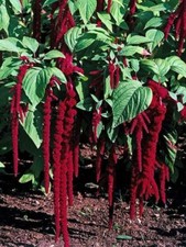 Amaranthus, 'Love Lies Bleeding' 35 seeds