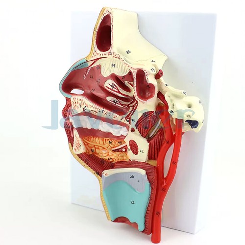 Human Vascular Nerve In the Medial Surface of the Oral Nose Throat Model Teach - Picture 2 of 4