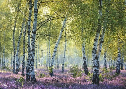 Rompecabezas Ravensburger 16753 Birch Forest 1000 piezas - Imagen 2 de 2
