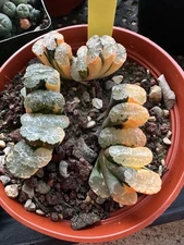 Haworthia Truncata Salmon Trio (3)Variegation Rare African Horse Teeth Succulent