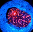 Corals of Eden ~  WYSIWYG Live Coral Frag ~ Pomegranate Chalice Coral — photo 3