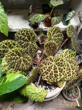 25+ Melanobullata Begonia Seeds for Garden Planting - USA - FREE SHIPPING!