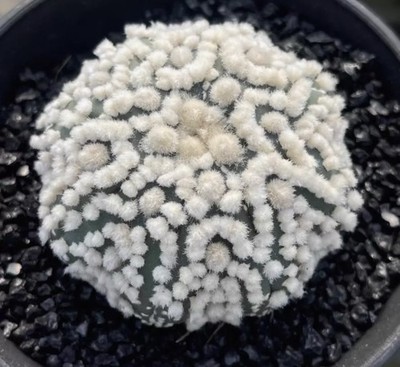 Rare Cacti Astrophytum asterias Hanazono WYSIWYG Own Root Boutique Decor Garden