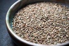 5lb Organic Cereal Rye Whole Grain Berries Clean Top Quality Untreated