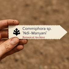 Commiphora sp. 'Ndi-Manyani' | 10 SEEDS - Myrrh tree |