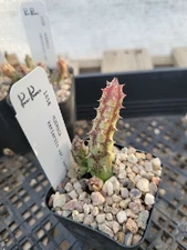 Huernia keniensis var. keniensis (cactus - succulent - plant)