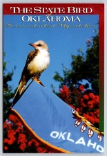 Postcard State Bird Oklahoma Scissortailed Flycatcher Photo Jane Lane Parker