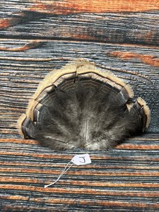 Mini Wild turkey Tail feathers plume art fan Bustle Fly Tying Craft Mount Voodoo