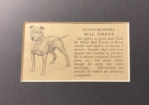 Staffordshire Bull Terrier - Custom Matted 5 x 7 - 1950 Vintage Dog Art Print