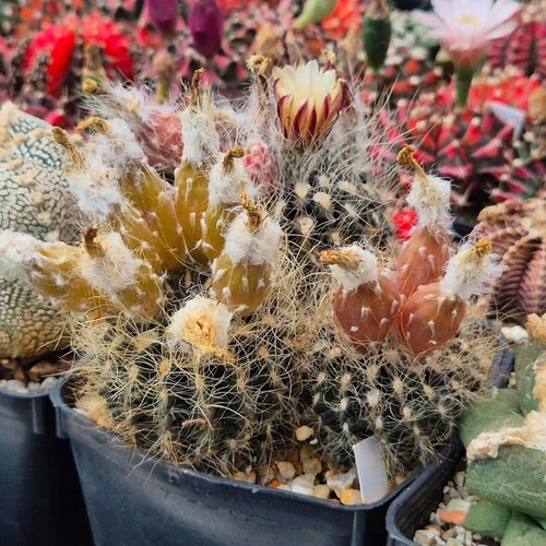 Eriosyce taltalensis v.pilispina  20seeds harvest 2025