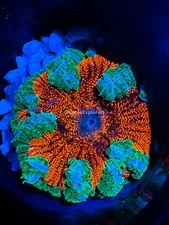 CE- WYSIWYG Juicy Watermelon Rock Flower Anemones  Live Coral Frag LPS SPS #RFA7