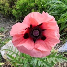 1 new Oriental Coral poppy plant,hardy perennial.vast spreading.Bee lover