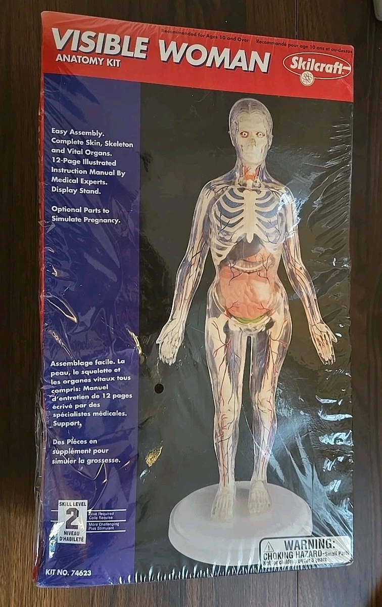 Visible Woman Indiana OTHER Models & Kits for sale | eBay