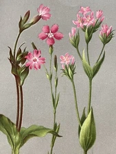 Woodblock Flower Botany 1886 Illustration Illustration Color Print Antique Delta Panel