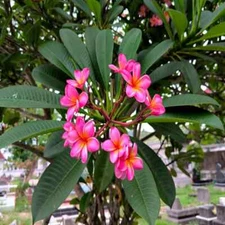 Mexican Red Plumeria Temple Tree Seeds (P. rubra) Tropical Frangipani Flower