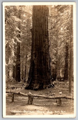 General Sherman Tree - Sequoia National Park, California - Real Photo 1930's Q