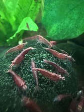 Neocaridina Red Cherry Shrimp, Freshwater, Live. 25+ Local Pickup Only