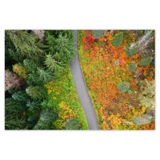 Poster WandTattoo Sticker Aufkleber Herbstwaldstraße Nr. H5473_PLNS