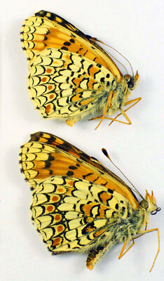 Melitaea phoebe saturata 2 males (Nymphalidae)