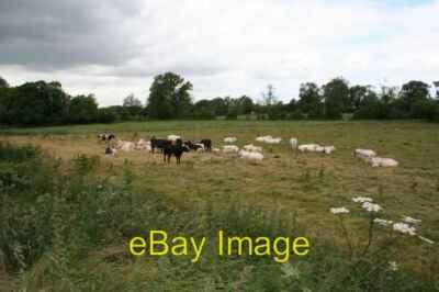 Photo 6x4 Cattle lying down Cholsey Cattle lying down in the field, must  c2008