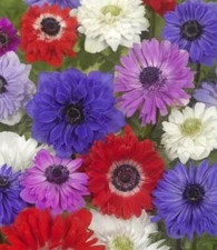 12 - ANEMONE Coronaria St Brigid Bulb Mixture  FALL SHIPPING  Spectacular Color
