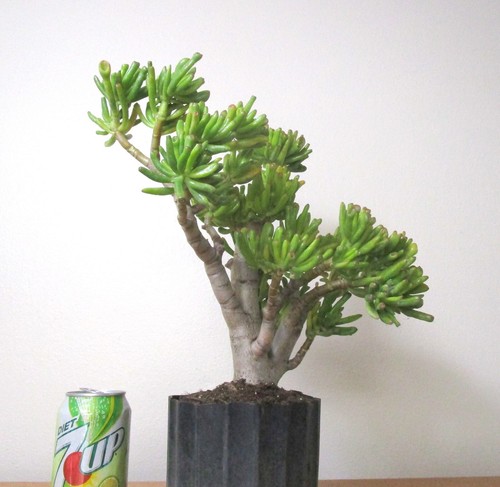 Big Jade Gollum Crassula plant for shohin mame bonsai tree thick trunk #4 - Picture 2 of 4