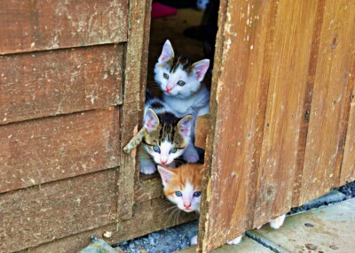 Three Kittens PREMIUM POSTER FILM PRINT HIGH QUALITY Thick paper