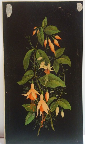 Pianta campana pesca frangi fiore fucsia arancio vecchia stampa litografica incorniciata antica - Foto 5 di 12