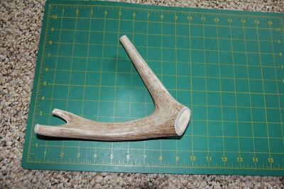Large Branched Deer Antler Dog Chew #8 / bone chews deer elk treats deer 810