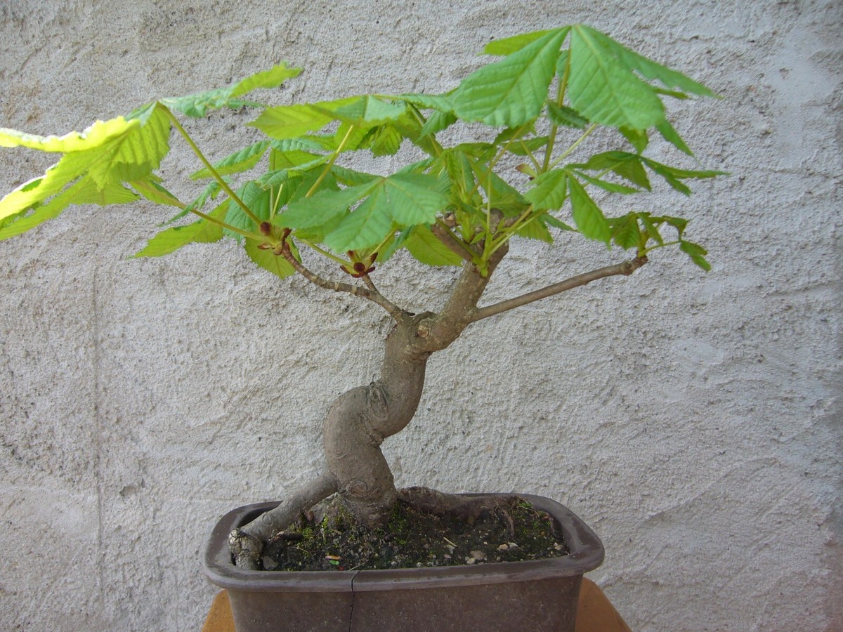 5 X Gewhnliche Rosskastanie Aesculus hippocastanum winterhart Bonsai Baum  DE | eBay.de