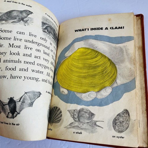 VINTAGE "What's Inside of Animals?" Herbert S Zim Wartik 1953 William Morrow - Picture 15 of 17
