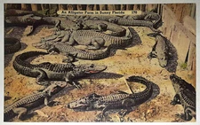 An Alligator Farm in Sunny Florida, FL, Tichnor Bros., Inc., linen - Unposted