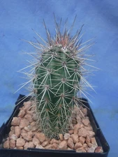 Pachycereus pringlei Cardon Mex Saguaro World's TALLEST CACTUS Plant  3"-4" Tall